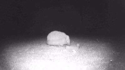 A hedgehog drinking water from a dish with one paw on the edge of the dish.