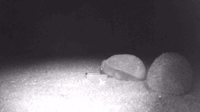 Two hedgehogs on a lawn with one drinking out of a dish of water.