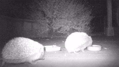 Two hedgehogs on a patio with two dishes of food and water.