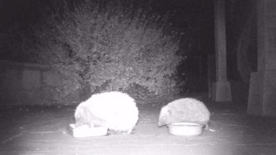 Two hedgehogs next to two dishes of food and water respectively.