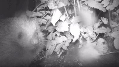 A hedgehog on the left of the frame looking directly at the camera. On the right and in the background are leaves from a shrub.