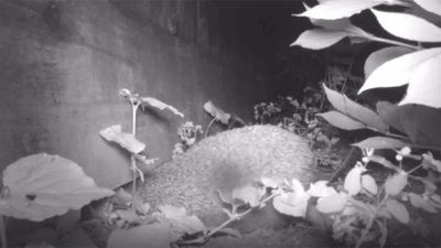 A hedgehog half-way through going underneath the gravel board of a fence to get to the next garden. Leaves are in the foreground.