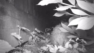 A hedgehog partially obscured by leaves next to a fence.