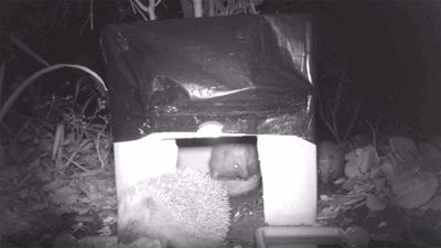 Three hedgehogs around a cardboard shelter. There are multiple dishes of food and water and one the hedgehogs is inside the box.