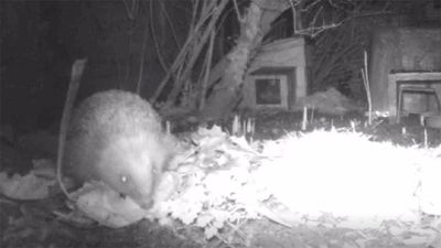 A hedgehog collecting leaves in its mouth.