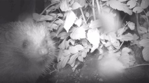 A photo of a hedgehog looking at a night-time infrared camera